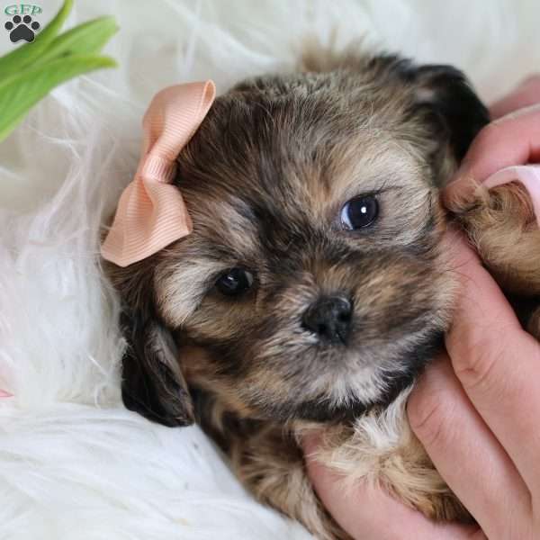 Irene, Teddy Bear Puppy